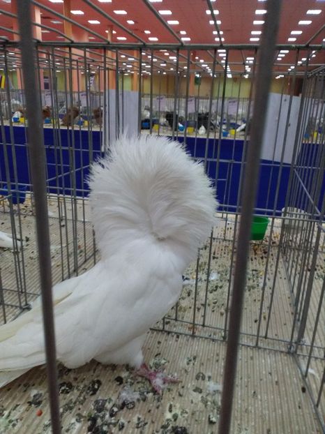  - 1d Expozitia Nationala 2017