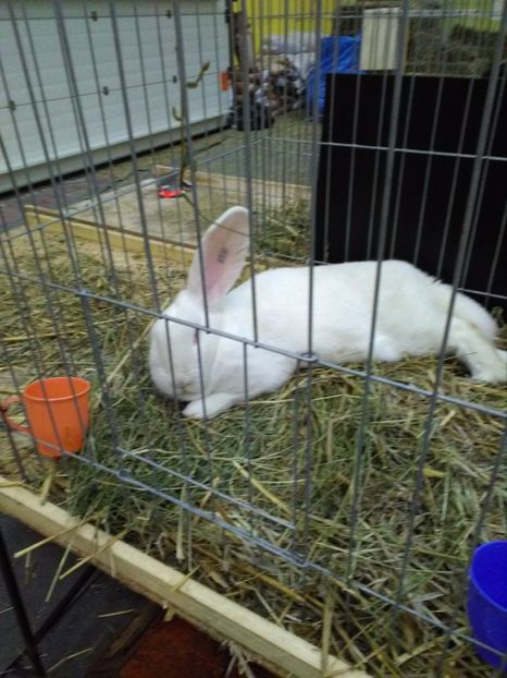  - 1d Expozitia Nationala 2017