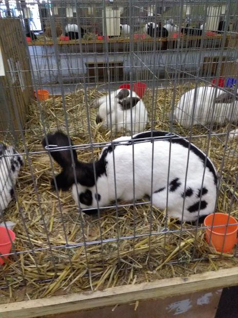  - 1d Expozitia Nationala 2017