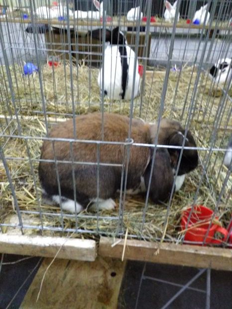  - 1d Expozitia Nationala 2017