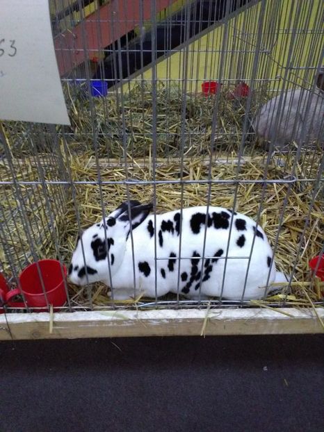  - 1d Expozitia Nationala 2017