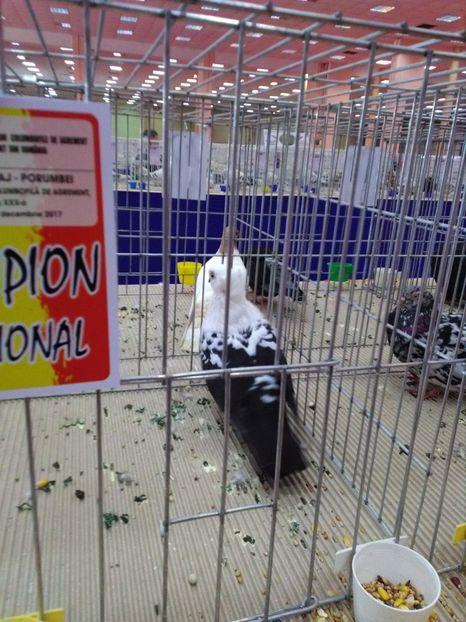  - 1d Expozitia Nationala 2017