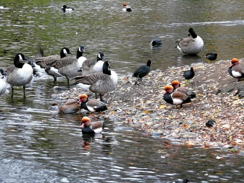  - Un fel de rai pe pământ!