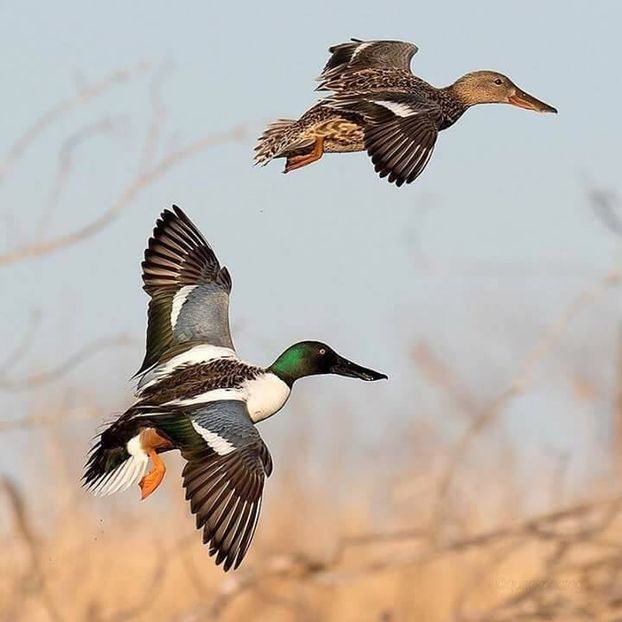 Rațe Lingurar pereche - Un fel de rai pe pământ!