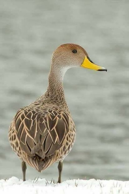 Brață cu ciocul galben - Un fel de rai pe pământ!