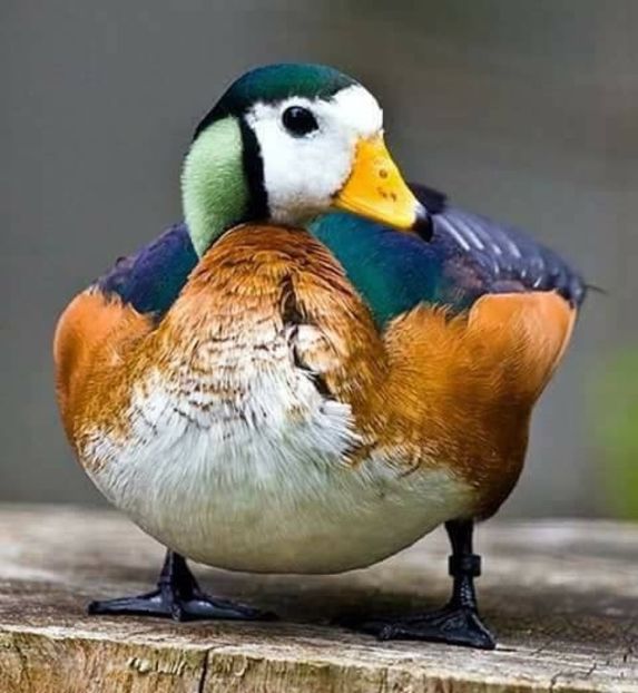  - Un fel de rai pe pământ!