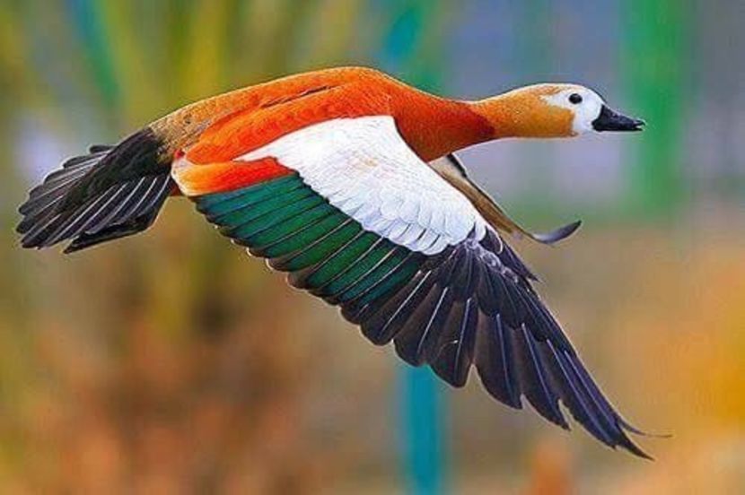  - Un fel de rai pe pământ!