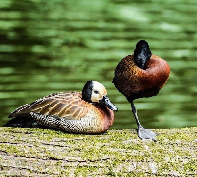Fluieratoare călugăr - Un fel de rai pe pământ!