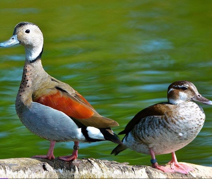 Micul Atlantic - Un fel de rai pe pământ!