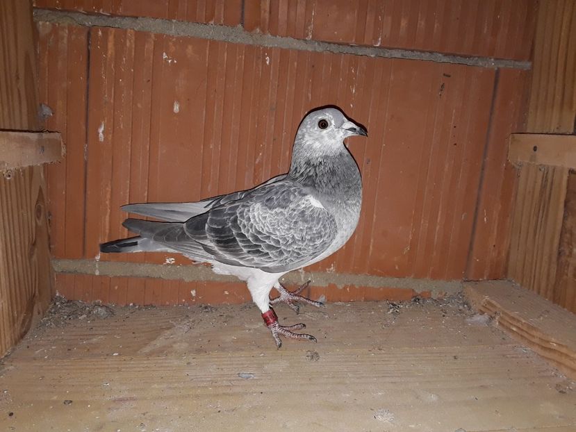 Fem din locu 1 maraton fci pe cluj 2017 alecu marius - Cucii poze noi