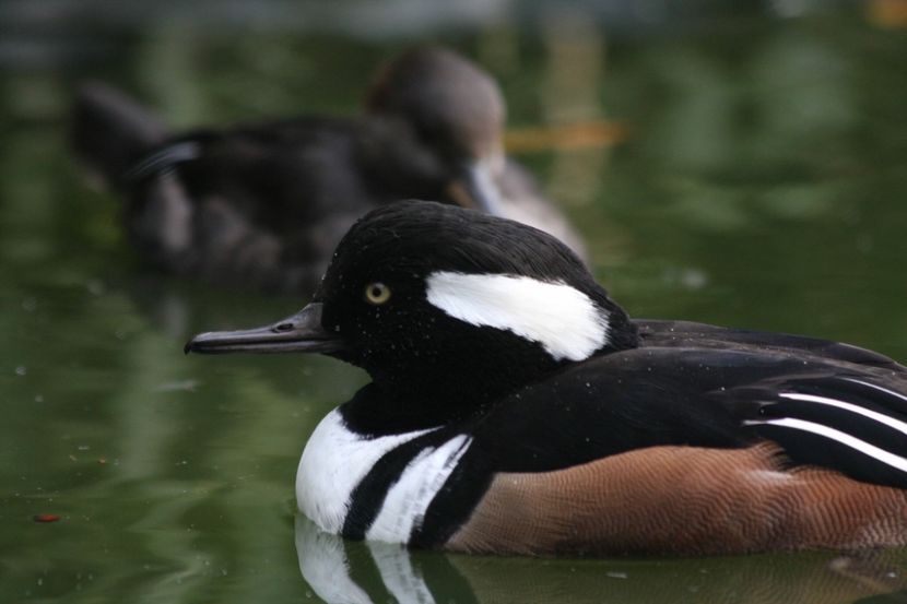 Rața evantai - Un fel de rai pe pământ!