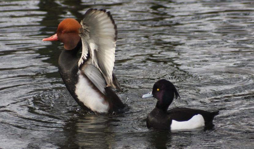 - Un fel de rai pe pământ!