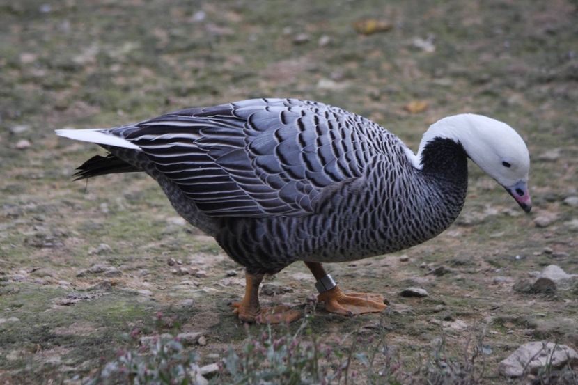  - Un fel de rai pe pământ!