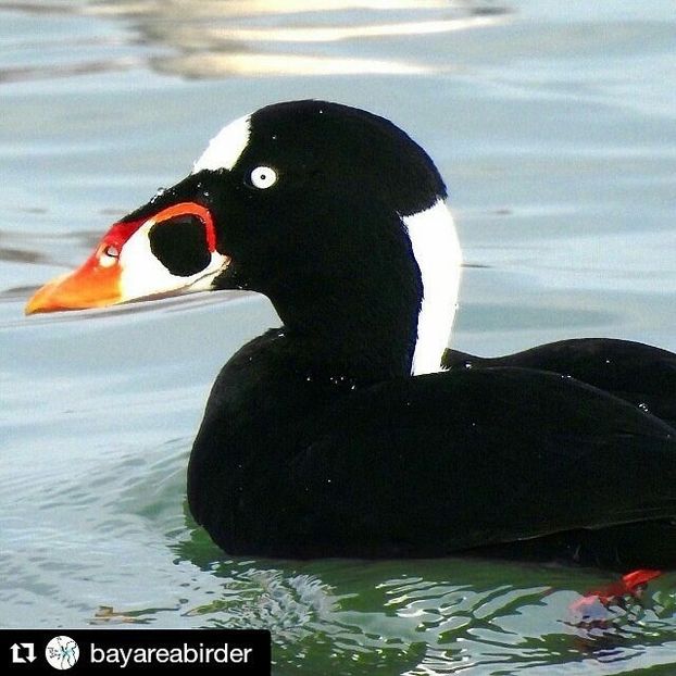  - Un fel de rai pe pământ!