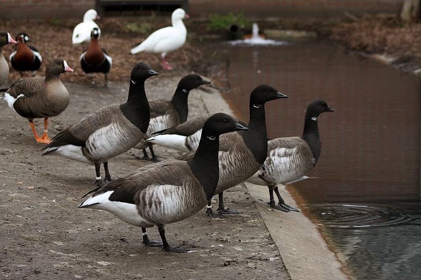 Gâscă neagră - Un fel de rai pe pământ!
