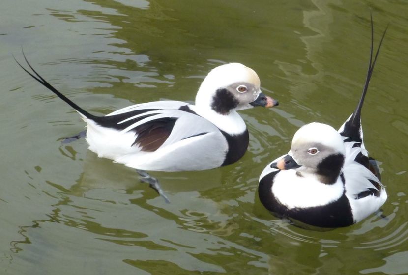  - Un fel de rai pe pământ!