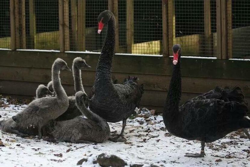 Lebede negre - Un fel de rai pe pământ!