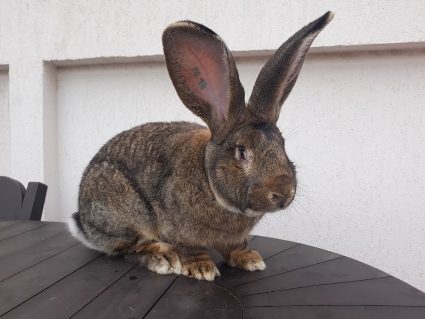 M1 11-12-2017 - M 1 UGG 2018