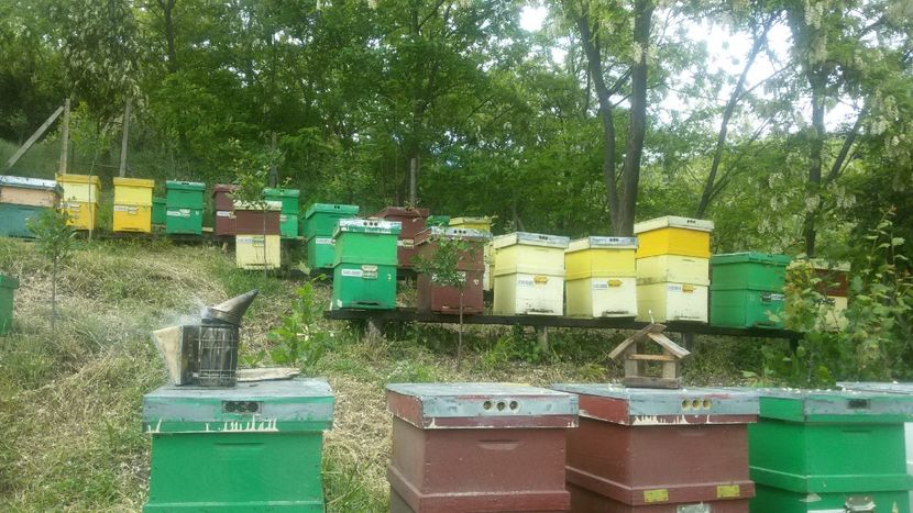  - my Bees