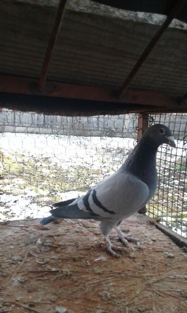 M-Norma viteza-demifond 2013 - Mascul Loc 1 Derby pui-Norma viteza demifond2013- -M-0788808-12