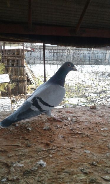 2012 M - Mascul Loc 1 Derby pui-Norma viteza demifond2013- -M-0788808-12