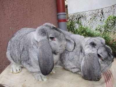  - X ARHIVA IEPURI CE AM AVUT