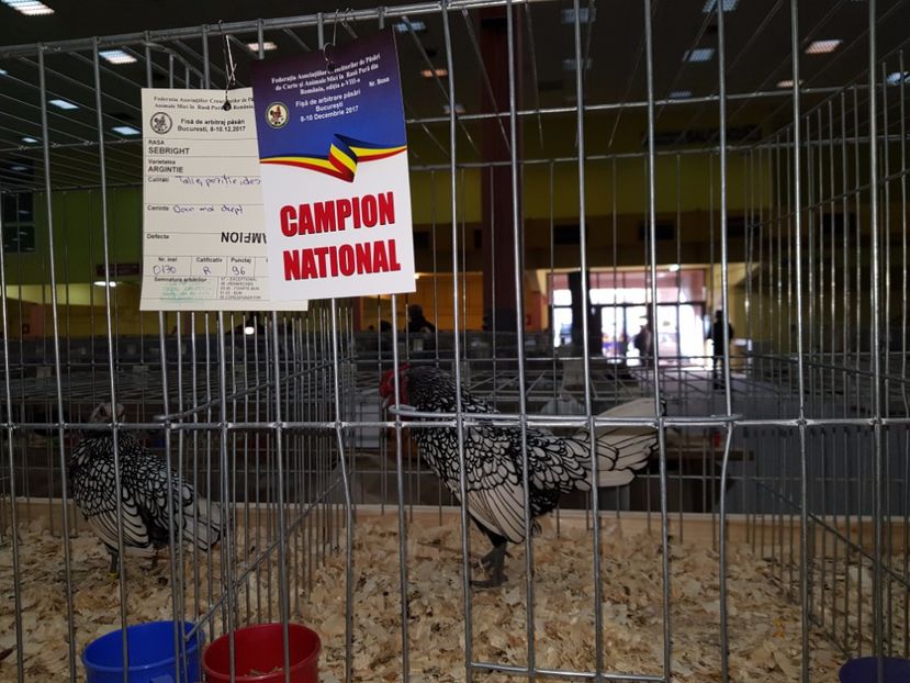  - -campioni gaini