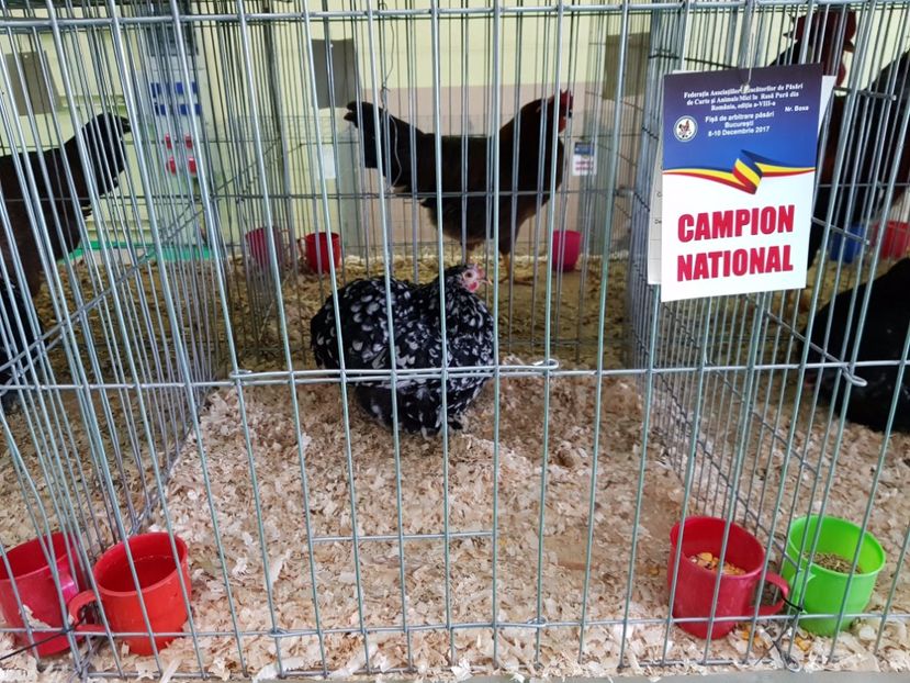  - -campioni gaini
