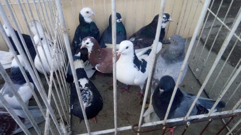  - Rolleri de Birmingham