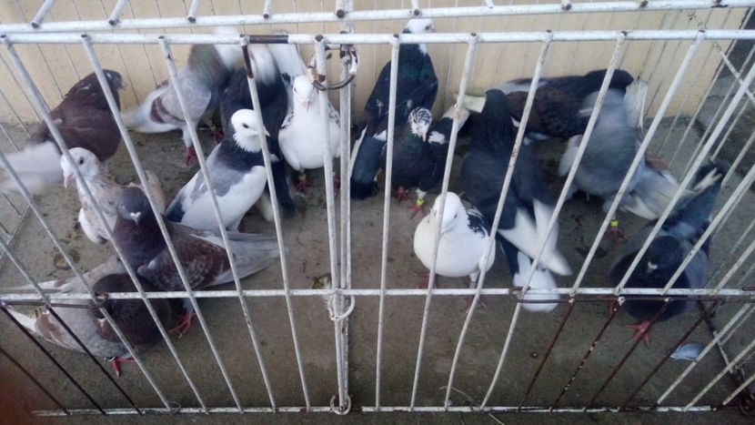  - Rolleri de Birmingham