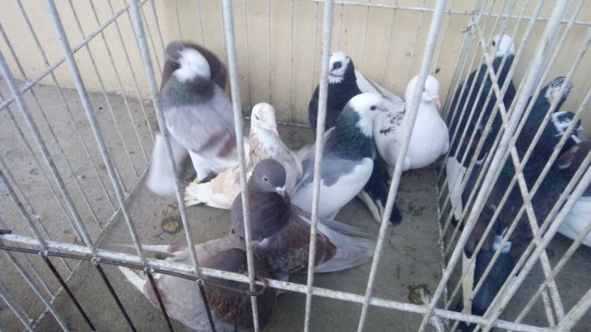  - Rolleri de Birmingham