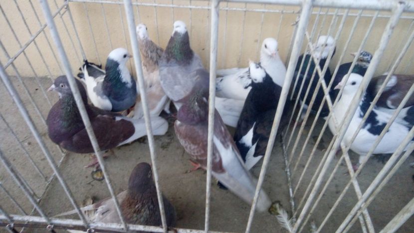  - Rolleri de Birmingham