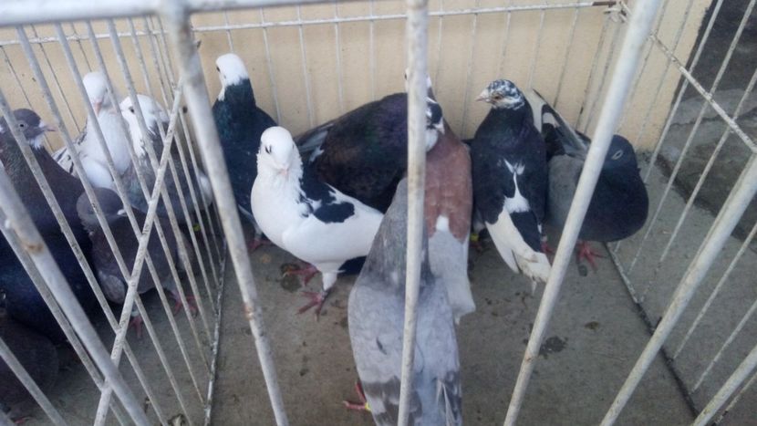  - Rolleri de Birmingham