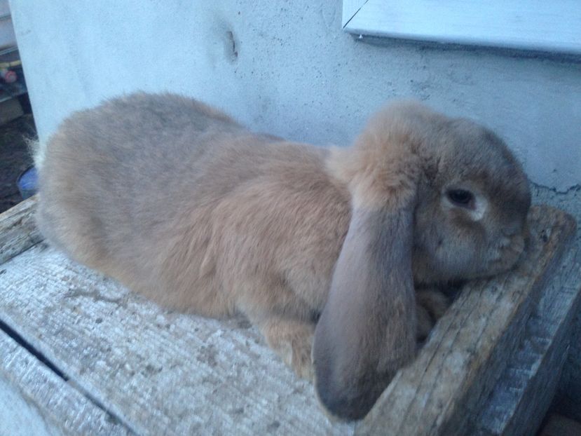  - Mascul Berbec german