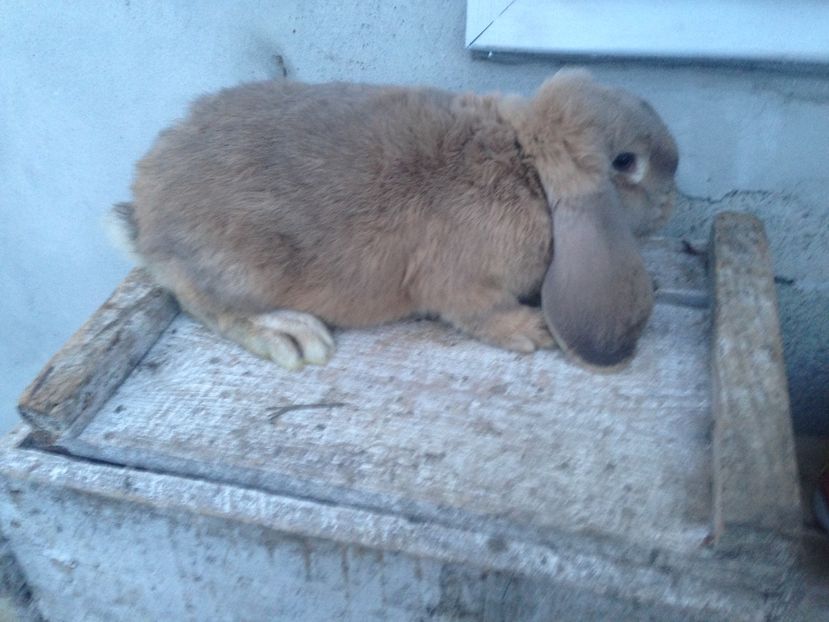  - Mascul Berbec german