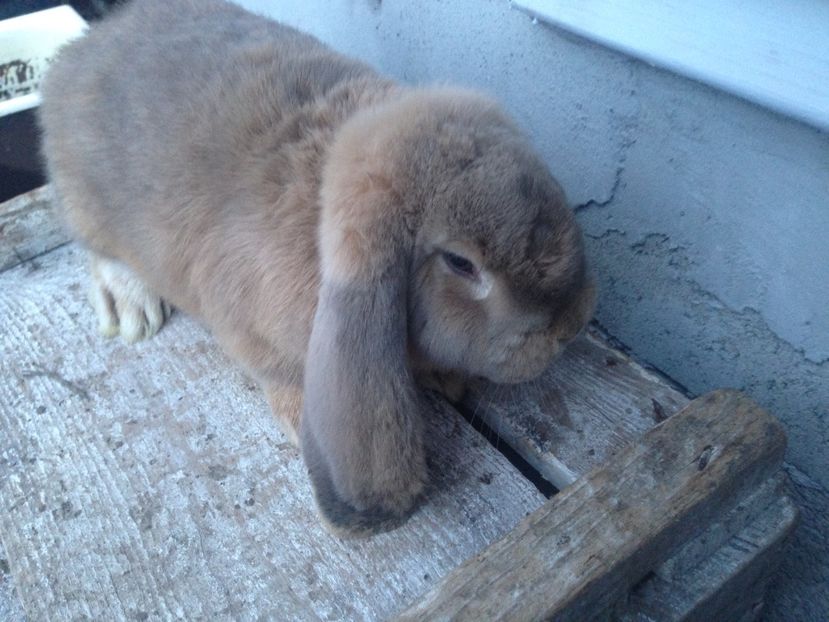  - Mascul Berbec german