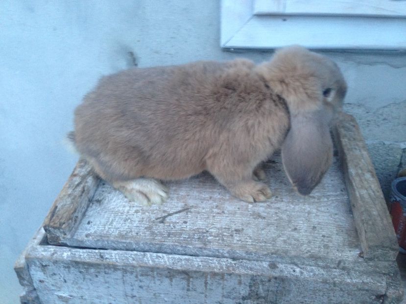  - Mascul Berbec german