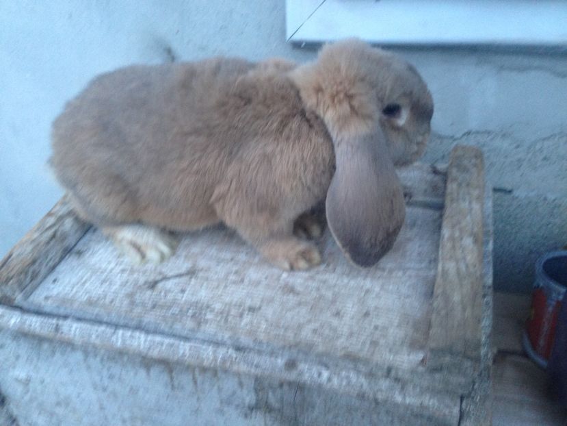  - Mascul Berbec german