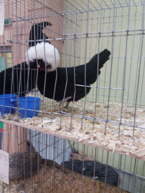 IMG-20171209-WA0035 - Final de 2017