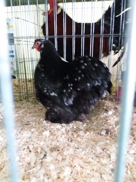 IMG-20171209-WA0031 - Final de 2017