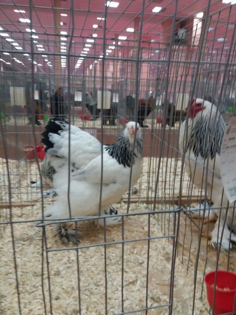 IMG-20171209-WA0029 - Final de 2017