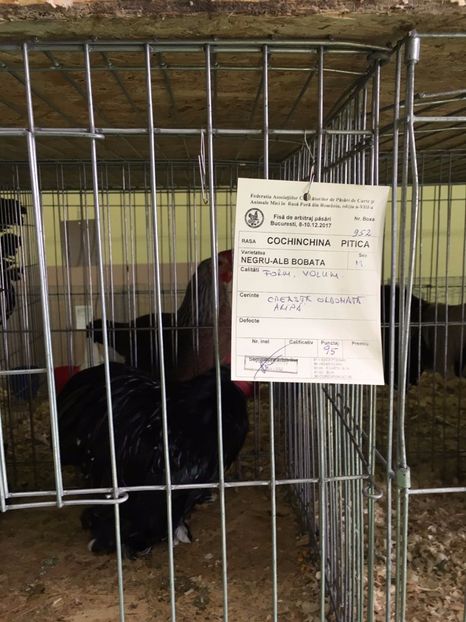 IMG-20171211-WA0004 - Final de 2017