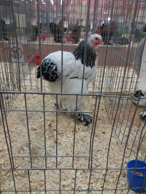 IMG-20171209-WA0022 - Final de 2017