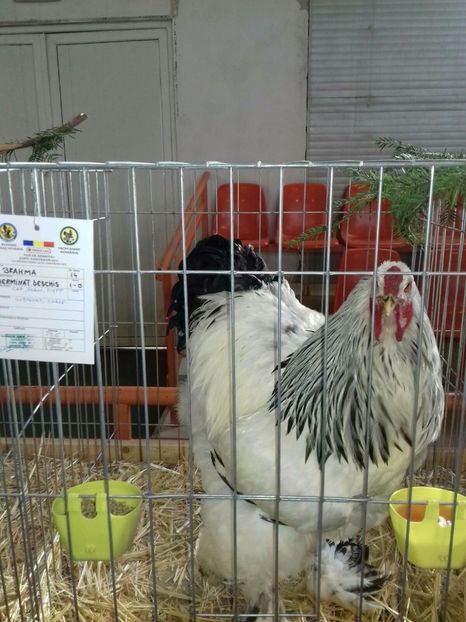 IMG-20171123-WA0005 - Final de 2017