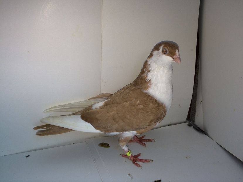 2039  mascul  2017_1 - tineret 2017