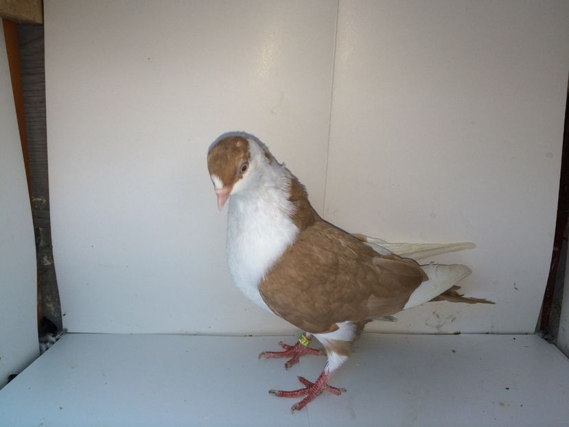 2039  mascul  2017_3 - tineret 2017