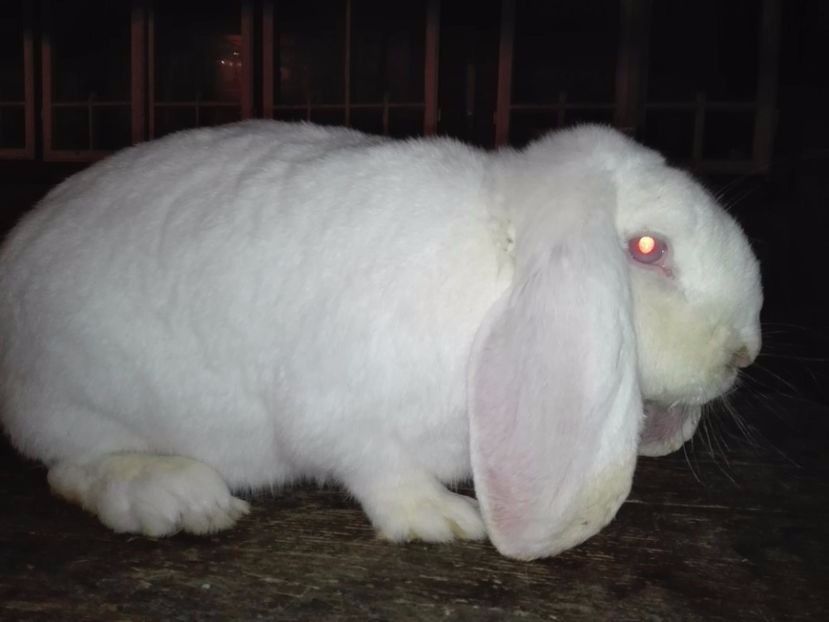  - caut sa cumpar femela marele berbec alb