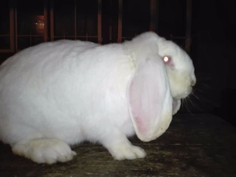 108532075 (1) - caut sa cumpar femela marele berbec alb