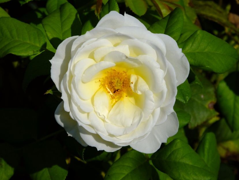 Uetersen Kletrrose - 2017_08_August