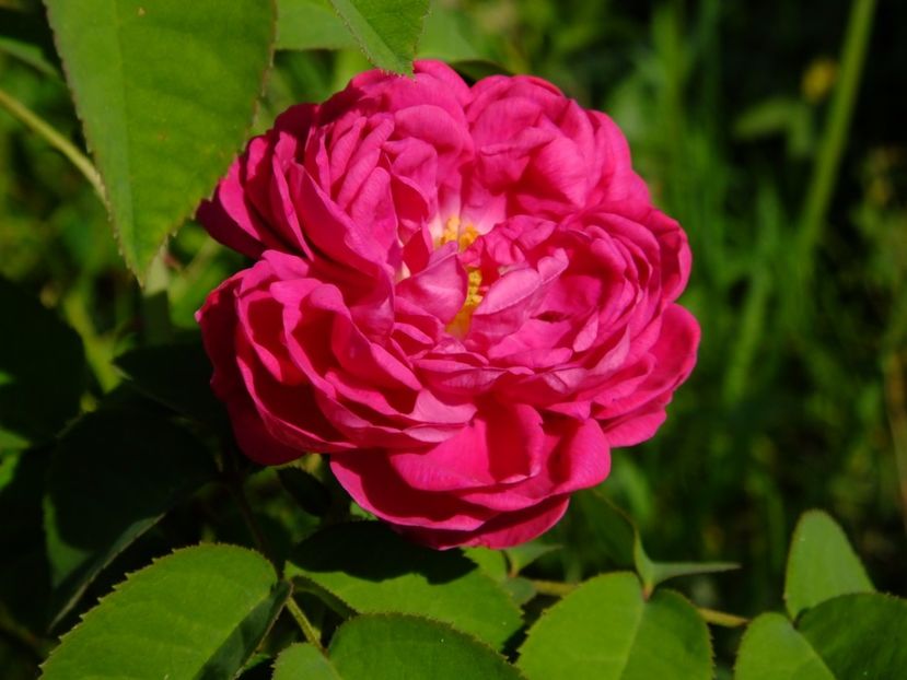 Rose de Rescht - 2017_08_August